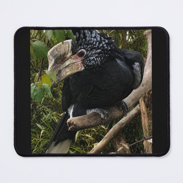 Item preview, Silvery-Cheeked Hornbill: Exotic Wildlife Beauty designed and sold by Astute-Artio-Photography.
