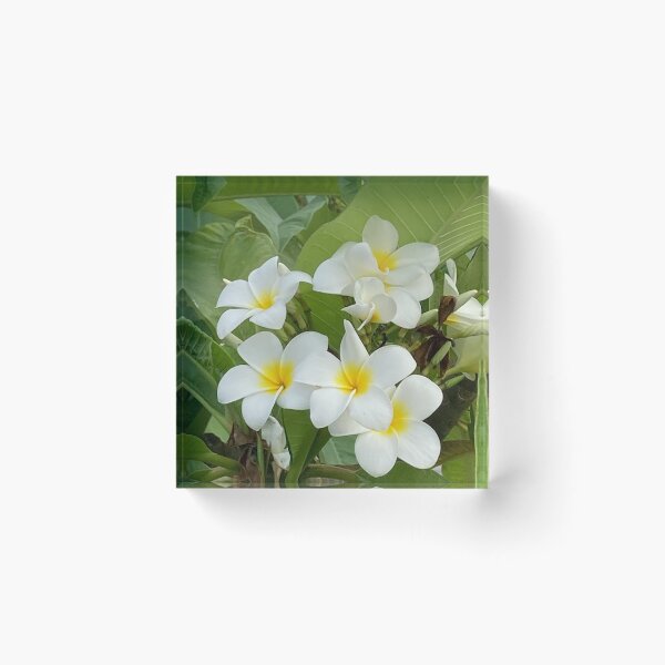 Item preview, Yellow and White Frangipani designed and sold by Ben Waggoner.