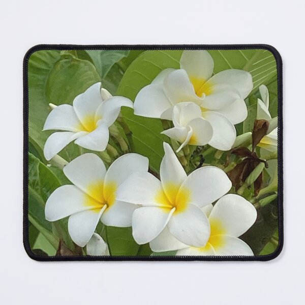 Item preview, Yellow and White Frangipani designed and sold by Ben Waggoner.