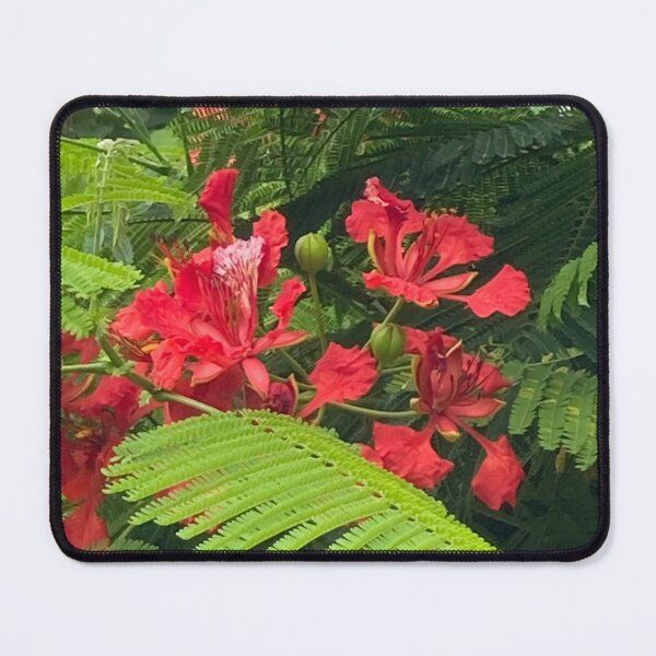 Item preview, Royal Poinciana Tree Flowers designed and sold by Ben Waggoner.