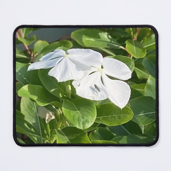 Item preview, Green metallic fly on Madagascar periwinkle designed and sold by Ben Waggoner.