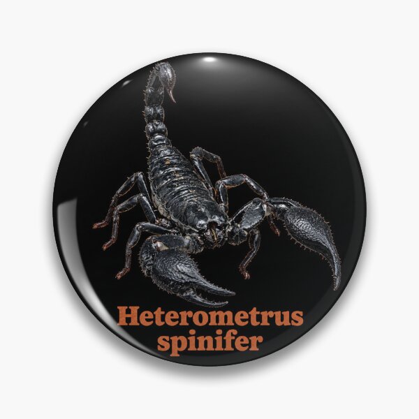 Item preview, Heterometrus spinifer — Asian Forest Scorpion SP-002 designed and sold by Exotic-Atlas.