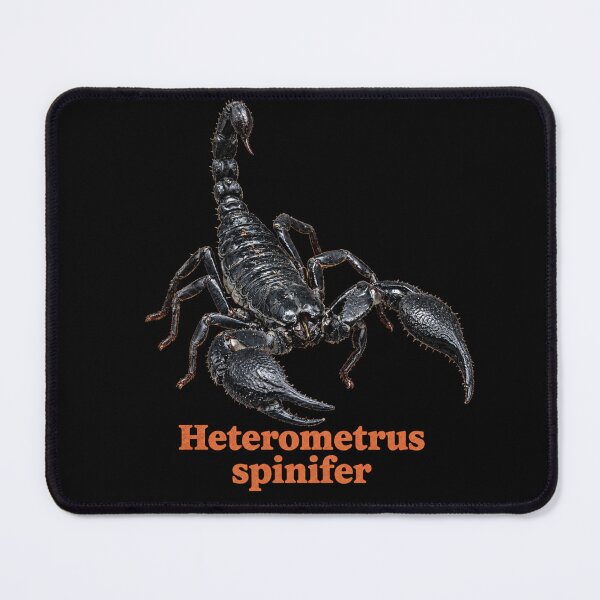 Item preview, Heterometrus spinifer — Asian Forest Scorpion SP-002 designed and sold by Exotic-Atlas.