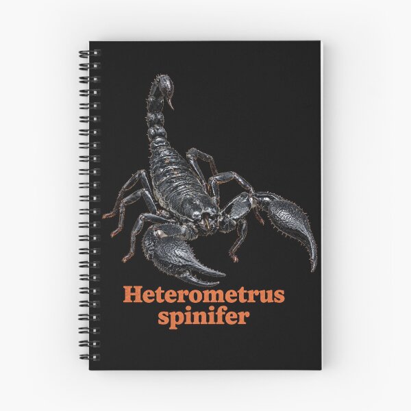 Item preview, Heterometrus spinifer — Asian Forest Scorpion SP-002 designed and sold by Exotic-Atlas.