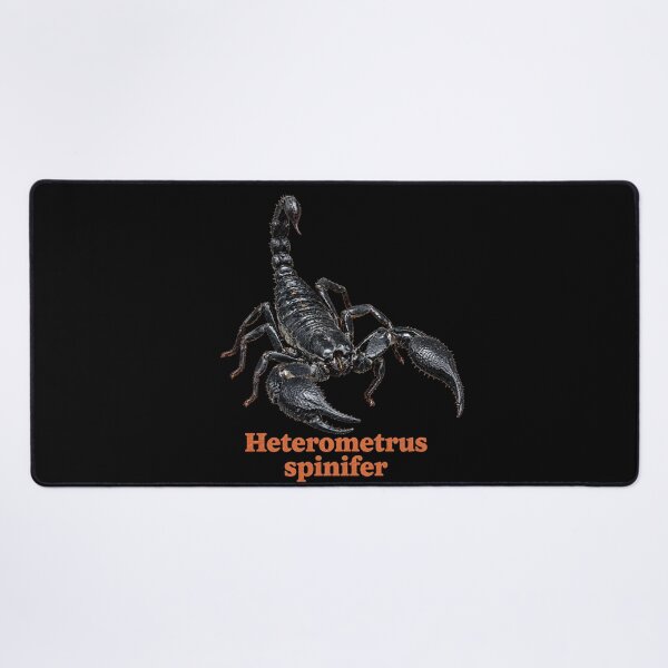 Item preview, Heterometrus spinifer — Asian Forest Scorpion SP-002 designed and sold by Exotic-Atlas.