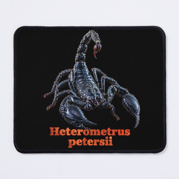 Item preview, Heterometrus petersii — Chinese Forest Scorpion SP-003 designed and sold by Exotic-Atlas.