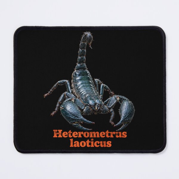 Item preview, Heterometrus laoticus — Laos Forest Scorpion SP-004 designed and sold by Exotic-Atlas.