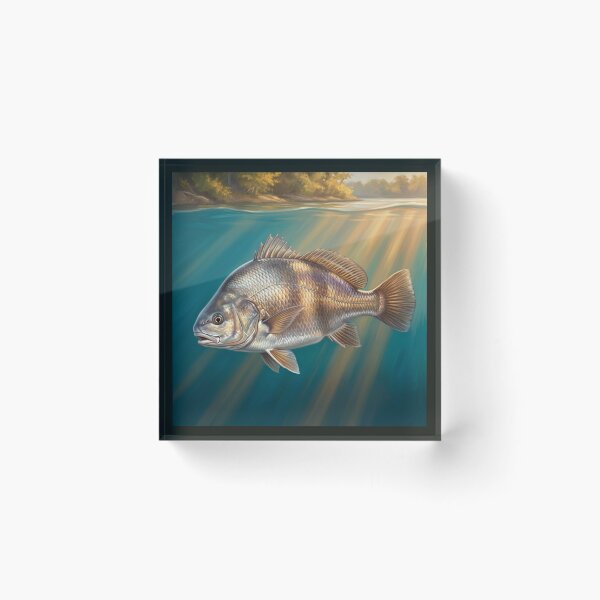 Item preview, Freshwater Drum Illustration – Freshwater Legends Fishing Art designed and sold by Northbound Trail.