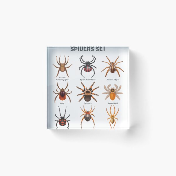 Item preview, Educational Spiders Identification Chart Insects Funny  designed and sold by VISIONSTURME.