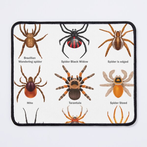 Item preview, Educational Spiders Identification Chart Insects Funny designed and sold by VISIONSTURME.