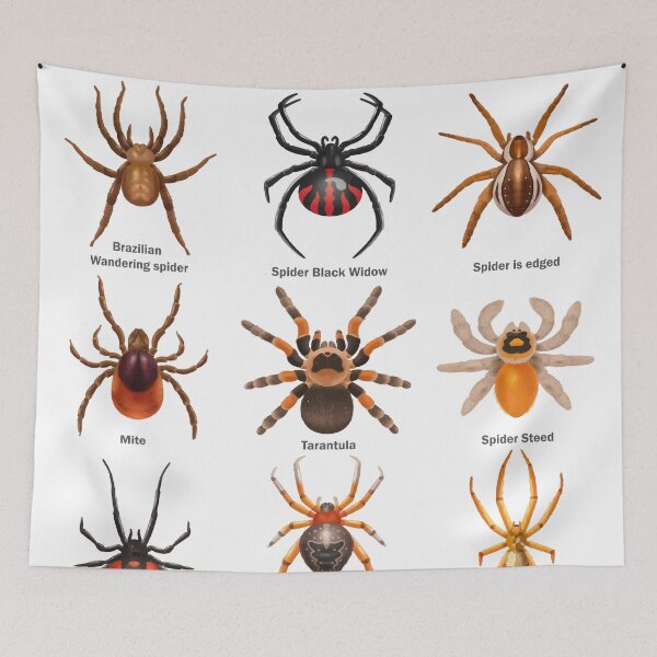 Item preview, Educational Spiders Identification Chart Insects Funny  designed and sold by VISIONSTURME.