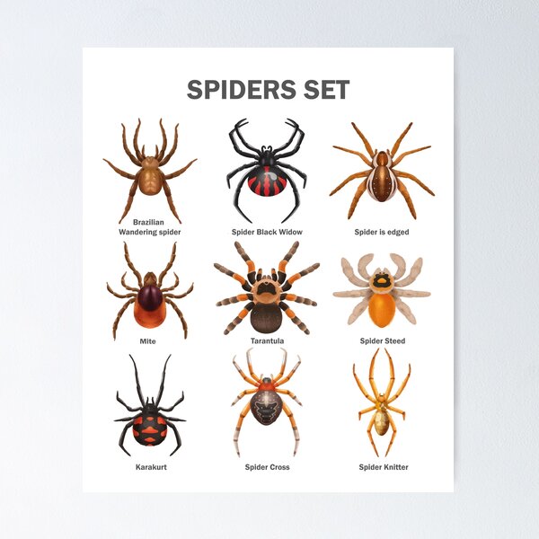 Item preview, Educational Spiders Identification Chart Insects Funny  designed and sold by VISIONSTURME.