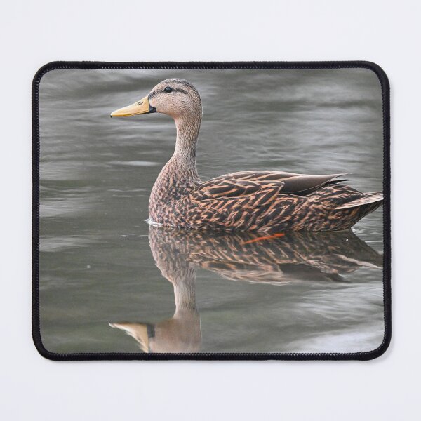 Item preview, Mallard Duck cruising designed and sold by Glennphotos.