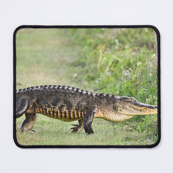 Item preview, Strolling designed and sold by Glennphotos.