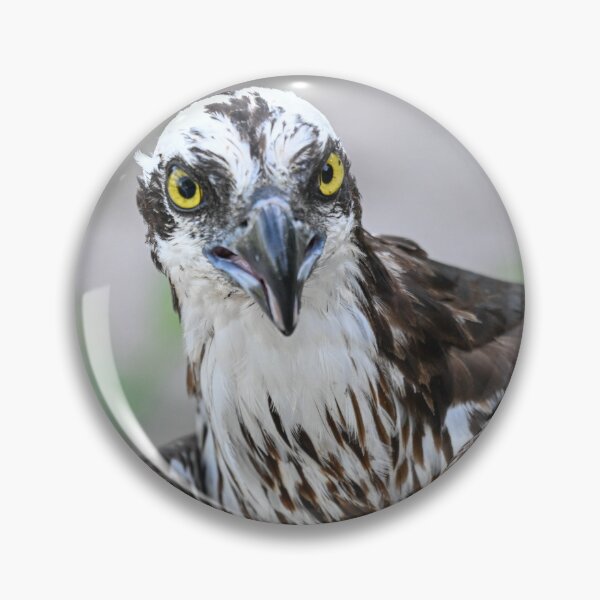 Item preview, The Stare designed and sold by Glennphotos.