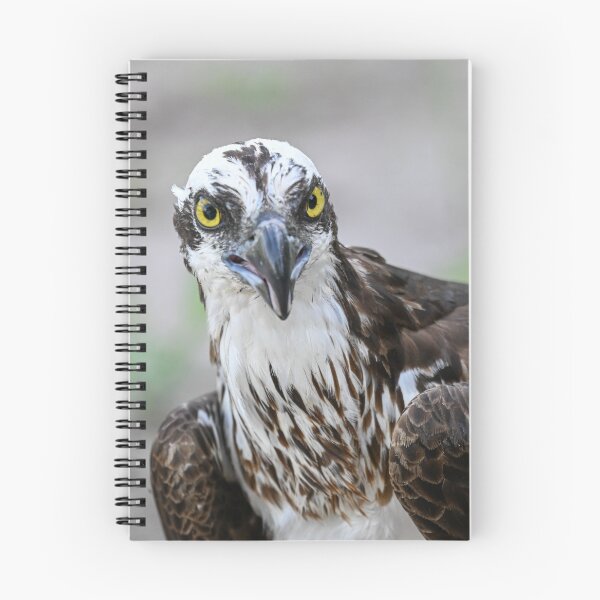 Item preview, The Stare designed and sold by Glennphotos.