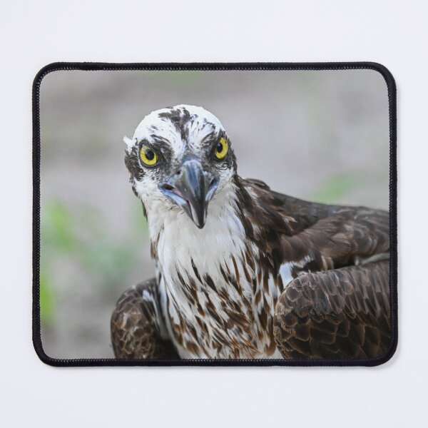 Item preview, The Stare designed and sold by Glennphotos.