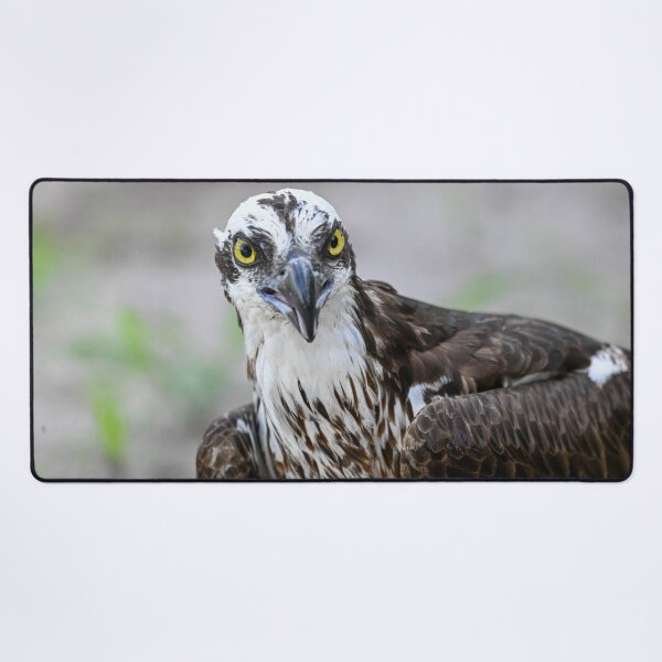 Item preview, The Stare designed and sold by Glennphotos.