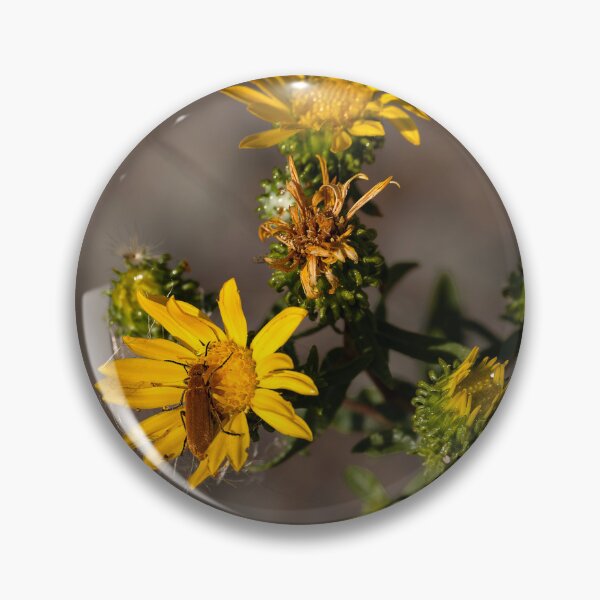 Item preview, Blister Beetle perched on yellow daisy designed and sold by lisavonbiela.