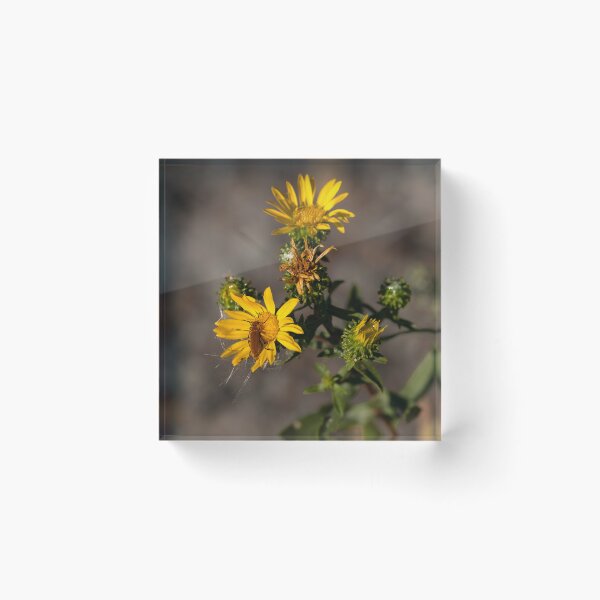 Item preview, Blister Beetle perched on yellow daisy designed and sold by lisavonbiela.