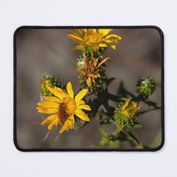 Item preview, Blister Beetle perched on yellow daisy designed and sold by lisavonbiela.