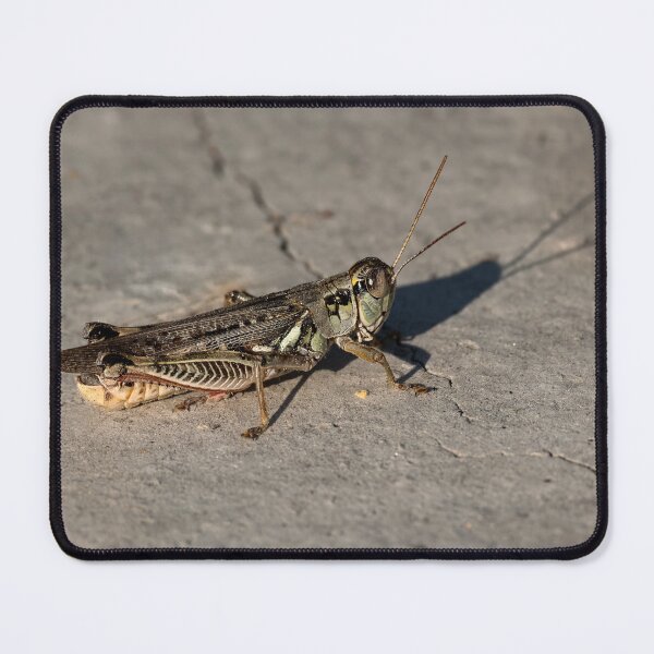 Item preview, Close-up of grasshopper on concrete designed and sold by lisavonbiela.
