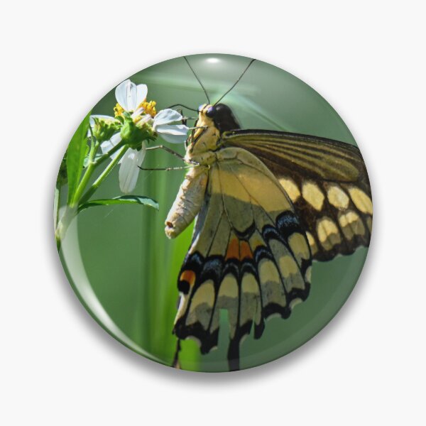 Item preview, Swallowtail designed and sold by Glennphotos.