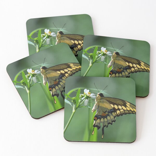 Item preview, Swallowtail designed and sold by Glennphotos.