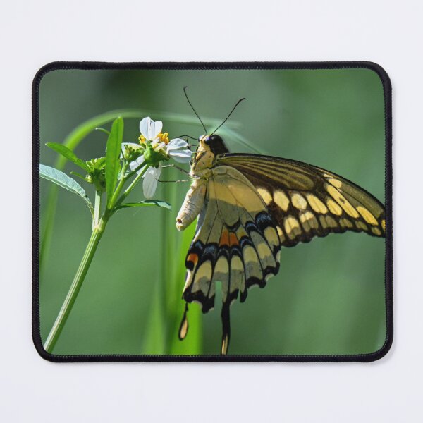 Item preview, Swallowtail designed and sold by Glennphotos.