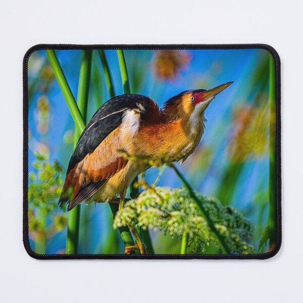 Item preview, Least Bittern designed and sold by Glennphotos.