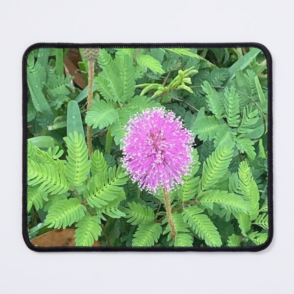 Item preview, Mimosa (sensitive plant) designed and sold by Ben Waggoner.