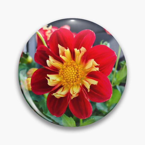 Item preview, Red with yellow Dahlia 'Impression Festivo' flower designed and sold by EleniA8.