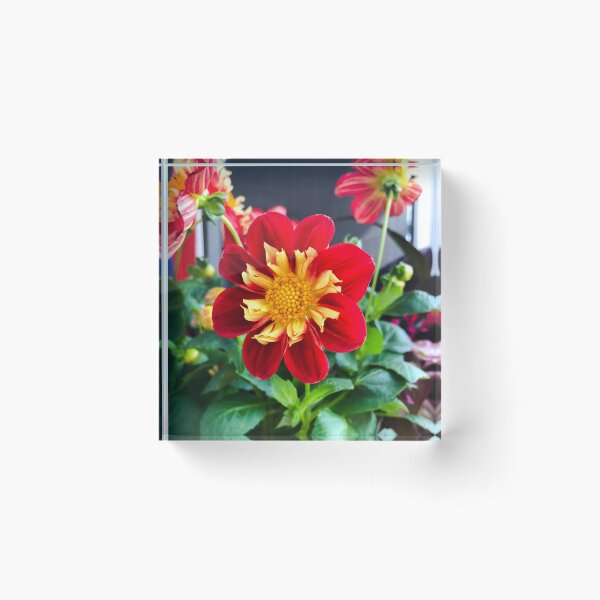 Item preview, Red with yellow Dahlia 'Impression Festivo' flower designed and sold by EleniA8.