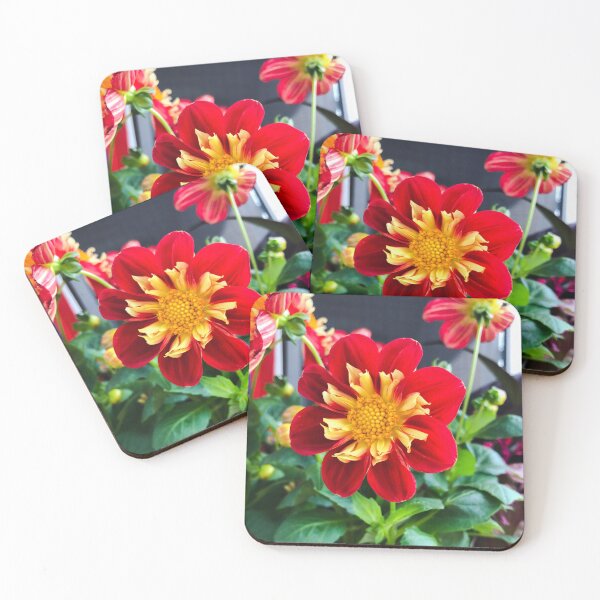 Item preview, Red with yellow Dahlia 'Impression Festivo' flower designed and sold by EleniA8.