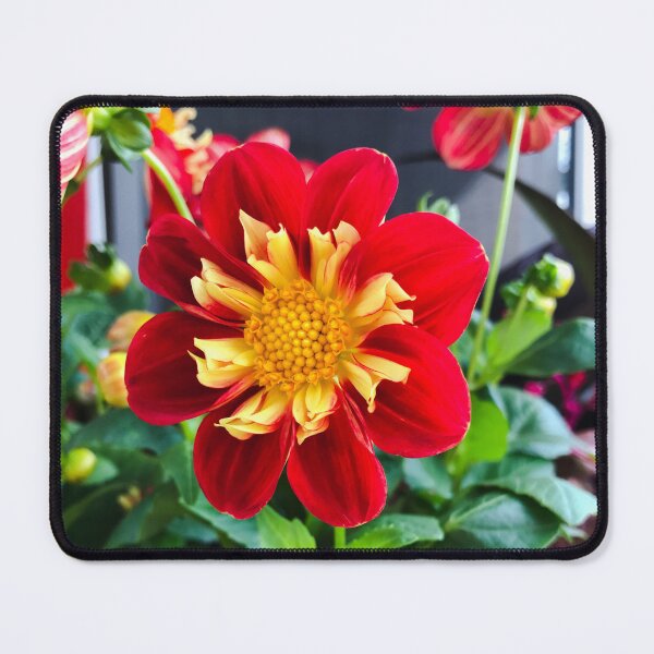 Item preview, Red with yellow Dahlia 'Impression Festivo' flower designed and sold by EleniA8.