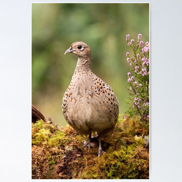 Item preview, Wild Pheasant designed and sold by FXST.