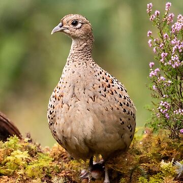 Artwork thumbnail, Wild Pheasant by FXST