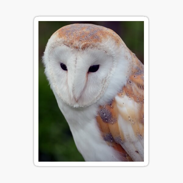 Item preview, Barn Owl designed and sold by Carol Bleasdale.