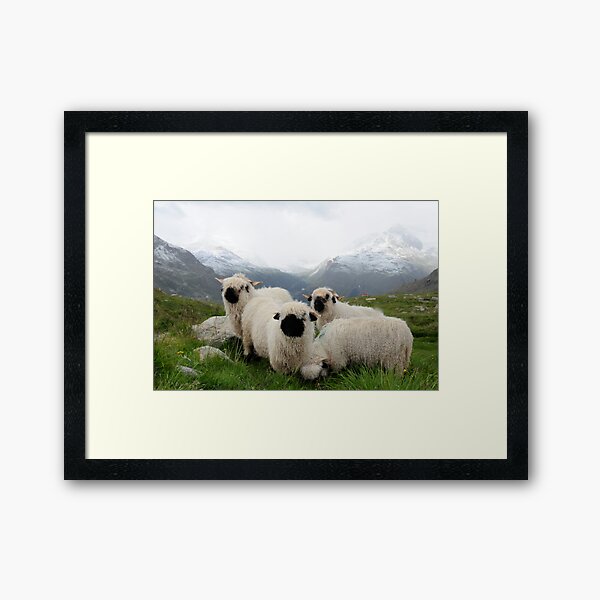 Item preview, BLACK NOSE SHEEP designed and sold by mc27.
