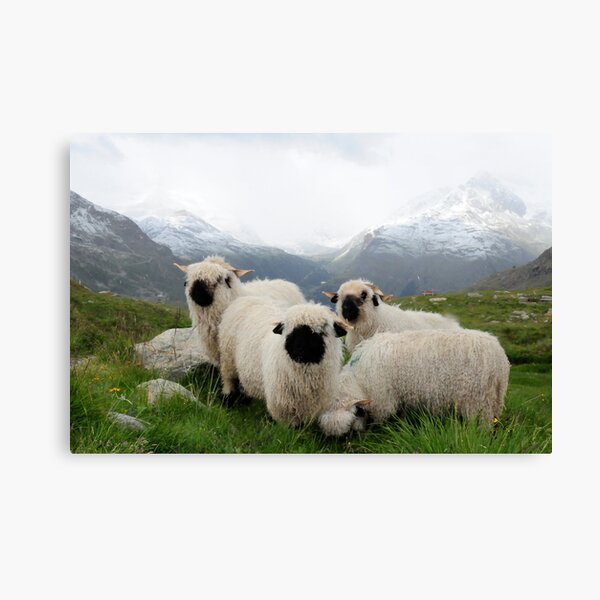Item preview, BLACK NOSE SHEEP designed and sold by mc27.