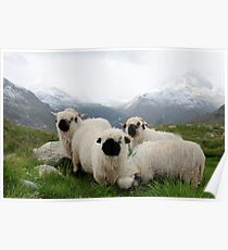 BLACK NOSE SHEEP Poster