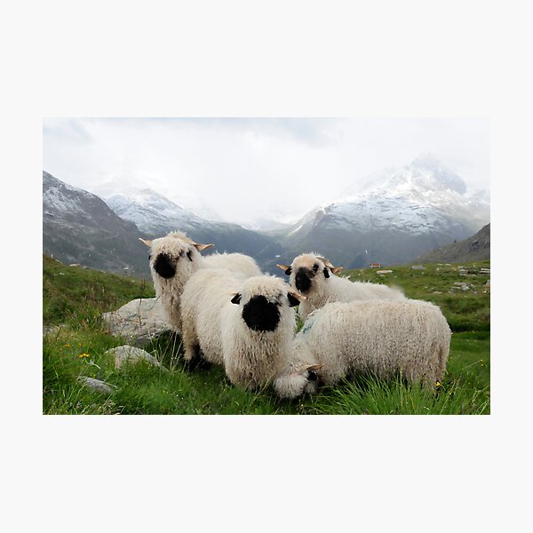 Item preview, BLACK NOSE SHEEP designed and sold by mc27.