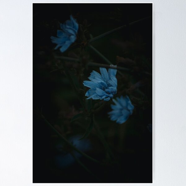 Item preview, Moody Blue Chicory Wildflower Dark Botanical Macro Art designed and sold by wildsilencee.