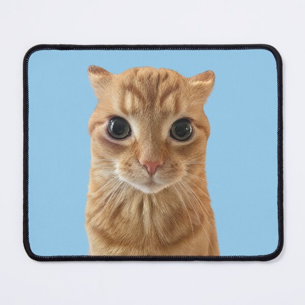 Item preview, Orange Cat Staring Meme designed and sold by Chonk Borris.