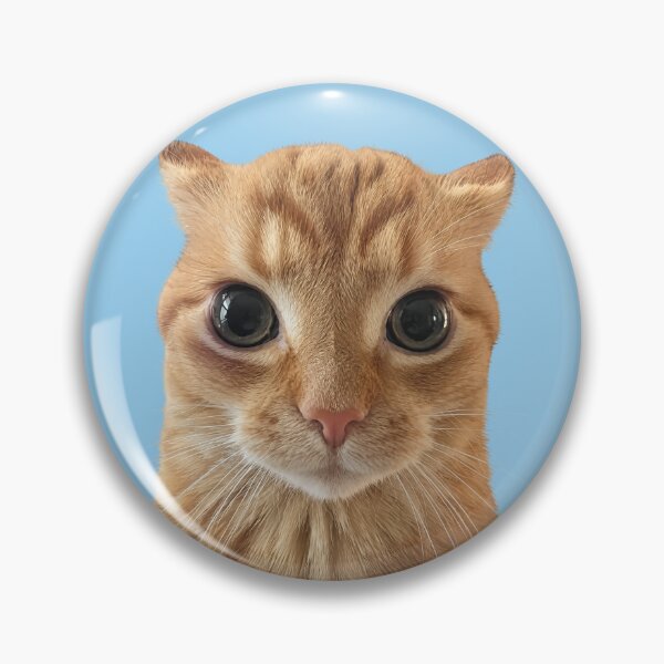 Item preview, Orange Cat Staring Meme designed and sold by Chonk Borris.