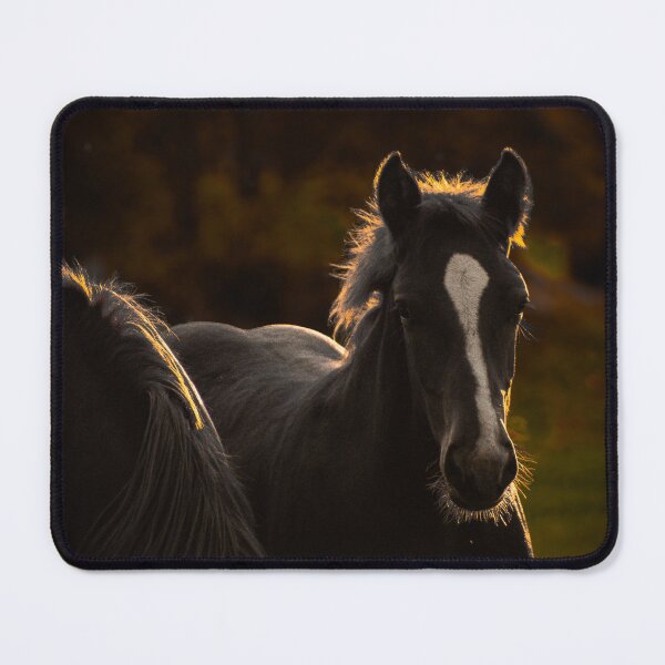 Item preview, Moody Black Horse Golden Rim Light Portrait Equine Photography designed and sold by wildsilencee.