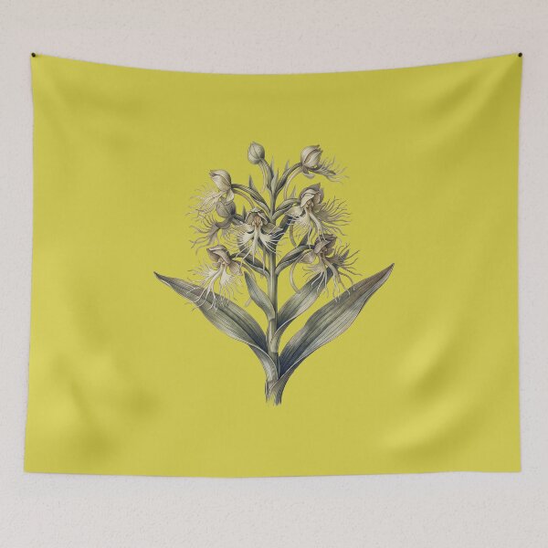 Item preview, Habenaria Medusa: The Gorgon Orchid Botanical Illustration Print designed and sold by FreiherrPK.