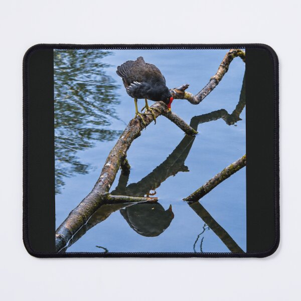 Item preview, Deep Thoughts with a Moorhen: Existential Crisis on a Stick designed and sold by Astute-Artio-Photography.