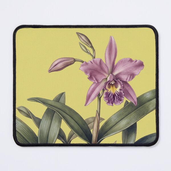 Item preview, Epiphytic Spectre: Laelia anceps Botanical Fine Art Print designed and sold by FreiherrPK.