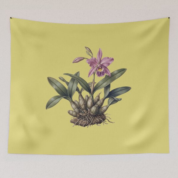 Item preview, Epiphytic Spectre: Laelia anceps Botanical Fine Art Print designed and sold by FreiherrPK.